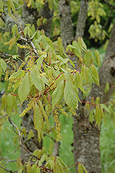 Ivy-leaved Maple (Acer cissifolium) at Stonegate Gardens