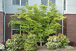 Seiryu Japanese Maple (Acer palmatum 'Seiryu') at Stonegate Gardens