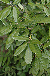 Tanbark Oak (Lithocarpus densiflorus) at Stonegate Gardens