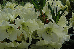 Odee Wright Rhododendron (Rhododendron 'Odee Wright') at Stonegate Gardens