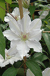Hyde Hall Clematis (Clematis 'Hyde Hall') at Stonegate Gardens