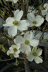 Cherokee Daybreak Flowering Dogwood (Cornus florida 'Cherokee Daybreak') at Stonegate Gardens