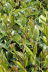 Texanum Japanese Privet (Ligustrum japonicum 'Texanum') at Lakeshore Garden Centres