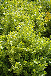 Dwarf English Boxwood (Buxus sempervirens 'Suffruticosa') at Stonegate Gardens