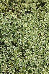 Variegated Boxwood (Buxus sempervirens 'Elegantissima') at Lakeshore Garden Centres