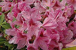 Cosmopolitan Rhododendron (Rhododendron 'Cosmopolitan') at Stonegate Gardens