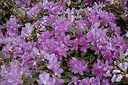 Purple Gem Rhododendron (Rhododendron 'Purple Gem') at Lakeshore Garden Centres