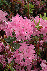 Hardijzer's Beauty Rhododendron (Rhododendron 'Hardijzer's Beauty') at Stonegate Gardens