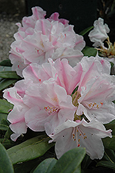 Wisley Rhododendron (Rhododendron 'Wisley') at Stonegate Gardens