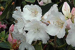 Martha Isaacson Rhododendron (Rhododendron 'Martha Isaacson') at Stonegate Gardens