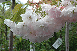 Shogetsu Flowering Cherry (Prunus serrulata 'Shogetsu') at Stonegate Gardens