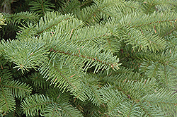 Noble Fir (Abies procera) at Stonegate Gardens