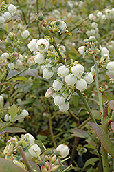 Earliblue Blueberry (Vaccinium corymbosum 'Earliblue') at Stonegate Gardens
