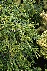 Torulosa Dwarf Hinoki Falsecypress (Chamaecyparis obtusa 'Torulosa') at Stonegate Gardens