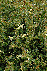 Snowflake Hinoki Falsecypress (Chamaecyparis obtusa 'Snowflake') at Stonegate Gardens