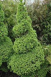 Dwarf Alberta Spruce (Picea glauca 'Conica (spiral)') at Stonegate Gardens