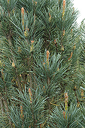 Scotch Sentinel Pine (Pinus sylvestris 'Fastigiata') at Stonegate Gardens