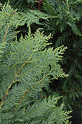 Leyland Cypress (Cupressocyparis x leylandii) at Stonegate Gardens