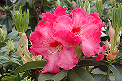 Heart's Delight Rhododendron (Rhododendron 'Heart's Delight') at Stonegate Gardens