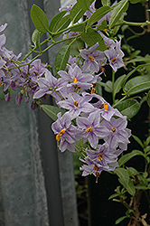 Glasnevin Chilean Potato Bush (Solanum crispum 'Glasnevin') at Lakeshore Garden Centres