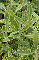 Ascot Rainbow Variegated Spurge (Euphorbia 'Ascot Rainbow') at Lakeshore Garden Centres
