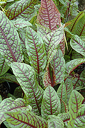 Ornamental Sorrel (Rumex sanguineus) at Lakeshore Garden Centres