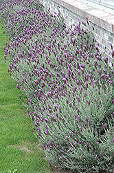 Otto Quast Spanish Lavender (Lavandula stoechas 'Otto Quast') at Stonegate Gardens