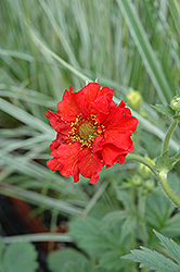 Red Dragon Avens (Geum 'Red Dragon') at Stonegate Gardens