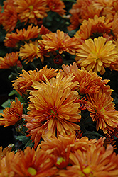 Petit Orange Chrysanthemum (Chrysanthemum 'Petit Orange') at Stonegate Gardens