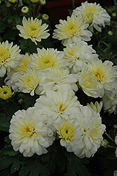 Grandeur White Chrysanthemum (Chrysanthemum 'Grandeur White') at Stonegate Gardens