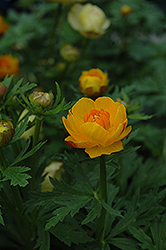 Orange Crest Globeflower (Trollius x cultorum 'Orange Crest') at Stonegate Gardens