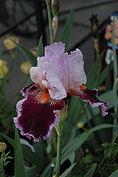 Armageddon Iris (Iris 'Armageddon') at Stonegate Gardens
