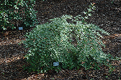 Jiro Shidare Japanese Maple (Acer palmatum 'Jiro Shidare') at Stonegate Gardens