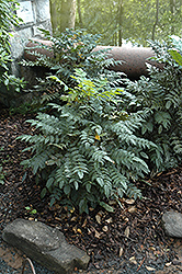 Winter Sun Grape Holly (Mahonia x media 'Winter Sun') at Lakeshore Garden Centres