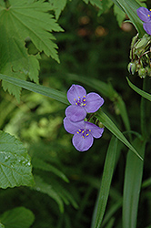 Virginia Spiderwort (Tradescantia virginiana) at Lakeshore Garden Centres