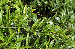 Western Hills Himalayan Sweet Box (Sarcococca hookeriana 'Western Hills') at Stonegate Gardens