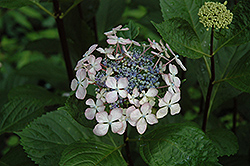 Midnight Duchess Hydrangea (Hydrangea macrophylla 'Midnight Duchess') at Stonegate Gardens