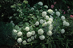 Balsam Hydrangea (Hydrangea arborescens 'Balsam') at Stonegate Gardens