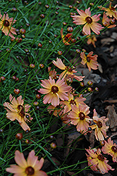 Rum Punch Tickseed (Coreopsis 'Rum Punch') at Stonegate Gardens