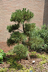 Mia Kujaku Japanese Black Pine (Pinus thunbergii 'Mia Kujaku') at Stonegate Gardens