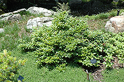 Dwarf Compact Japanese Stewartia (Stewartia monadelpha 'Nana Compacta') at Stonegate Gardens