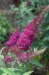 Attraction Butterfly Bush (Buddleia davidii 'Attraction') at A Very Successful Garden Center