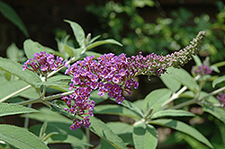 Miss Vicie Butterfly Bush (Buddleia lindleyana 'Miss Vicie') at Stonegate Gardens