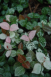 Hatuyukikazura Asian Jasmine (Trachelospermum asiaticum 'Hatuyukikazura') at Stonegate Gardens