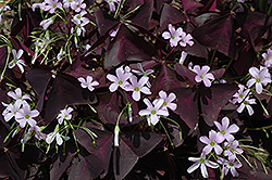 Purple Shamrock (Oxalis regnellii 'Triangularis') at Stonegate Gardens