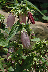 Rosea Bellflower (Campanula punctata 'Rosea') at Lakeshore Garden Centres