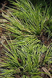Grassy-Leaved Sweet Flag (Acorus gramineus 'Minimus Aureus') at Lakeshore Garden Centres