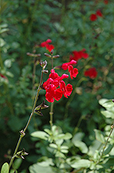 Cherry Queen Sage (Salvia x jamensis 'Cherry Queen') at Stonegate Gardens