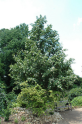 Japanese Stewartia (Stewartia pseudocamellia) at Lakeshore Garden Centres