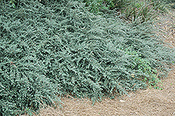 Gray Leaf Cotoneaster (Cotoneaster glaucophyllus) at Stonegate Gardens